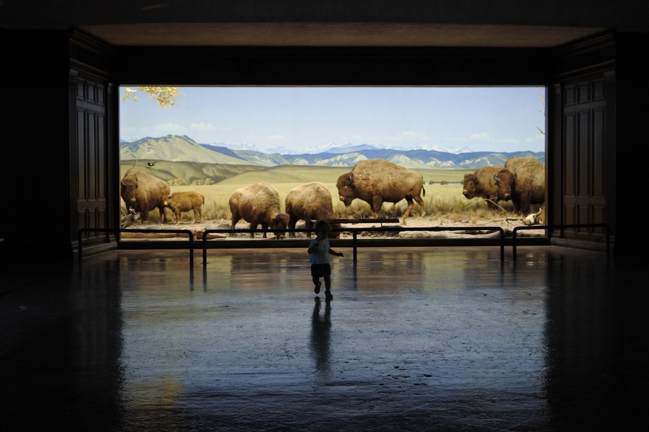 Nikon J5 and Nikkor 18.5mm f/1.8 : The Last Review — Peter M. Ferenczi